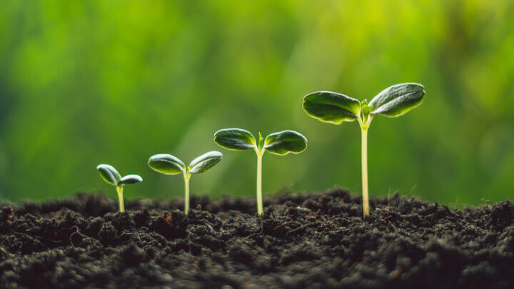 plants growing seedlings